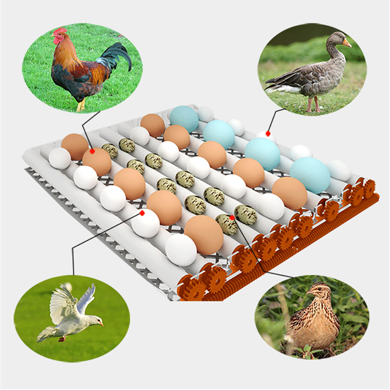 16/36 Eggs Incubator Digital Automatic Turner Hatcher Chicken Egg Temp Control