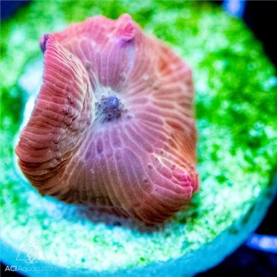 ACI Cultured Mystery Discosoma Mushroom - SAQ Coral Farm
