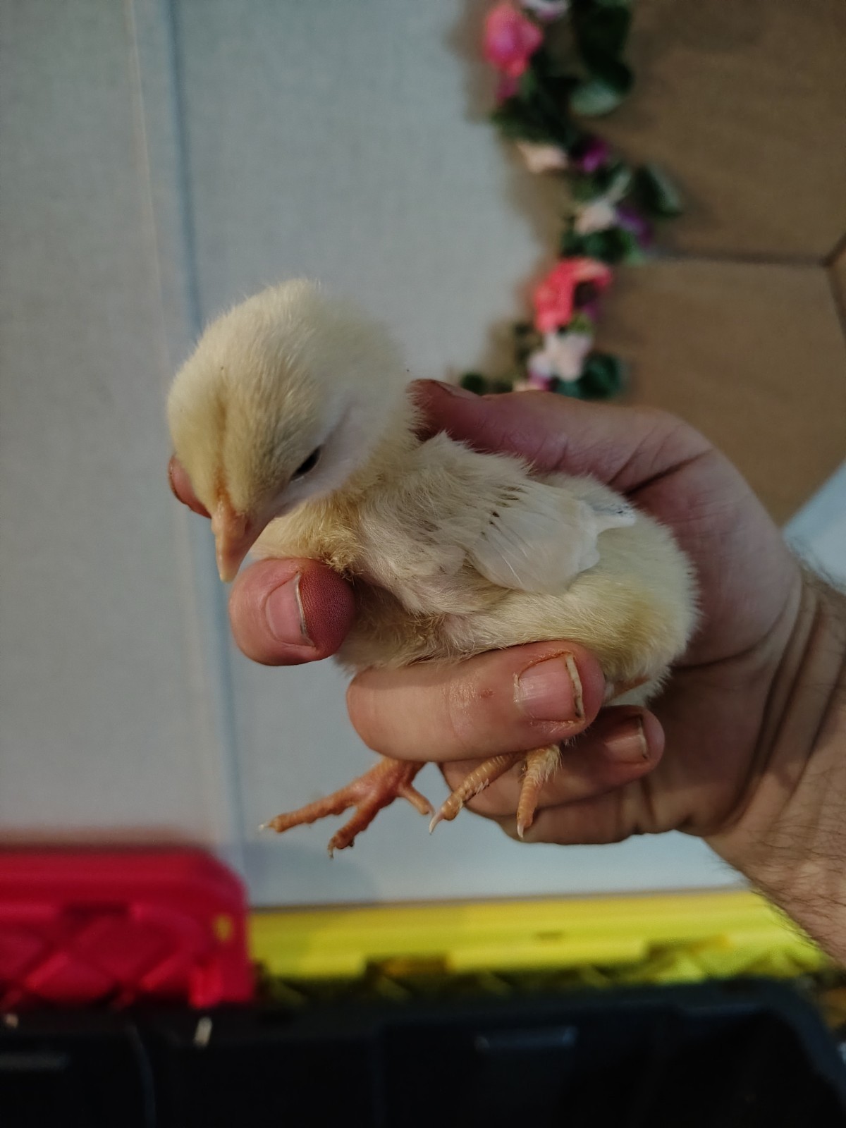 Assorted Rainbow Chicken Hatching Eggs (Assorted Colors)