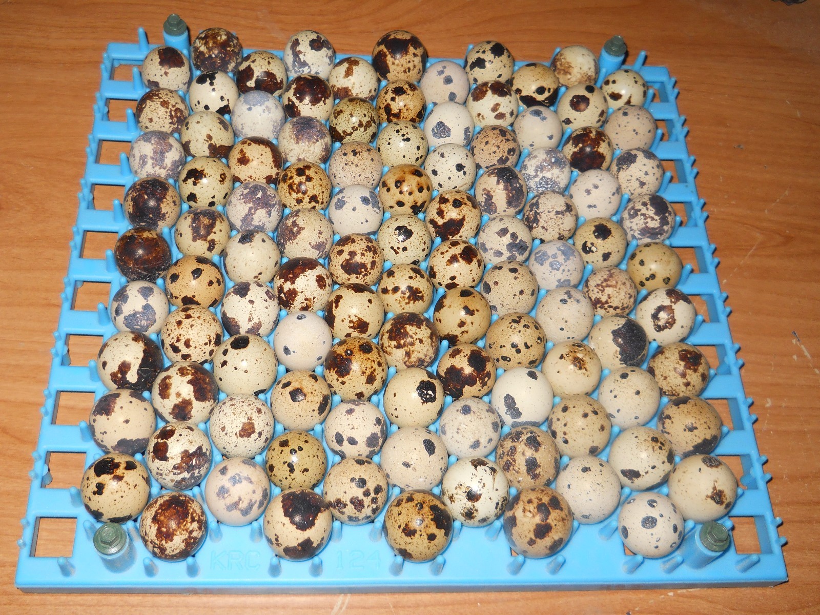 210+  KINGsBROWN XL JUMBO brown coturnix quail hatching eggs,SHIPS UPS 2 DAY AIR