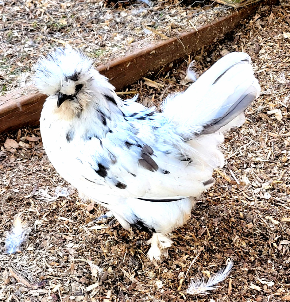 10+ BEAUTIFUL Silkie Hatching Eggs . Show Quality!