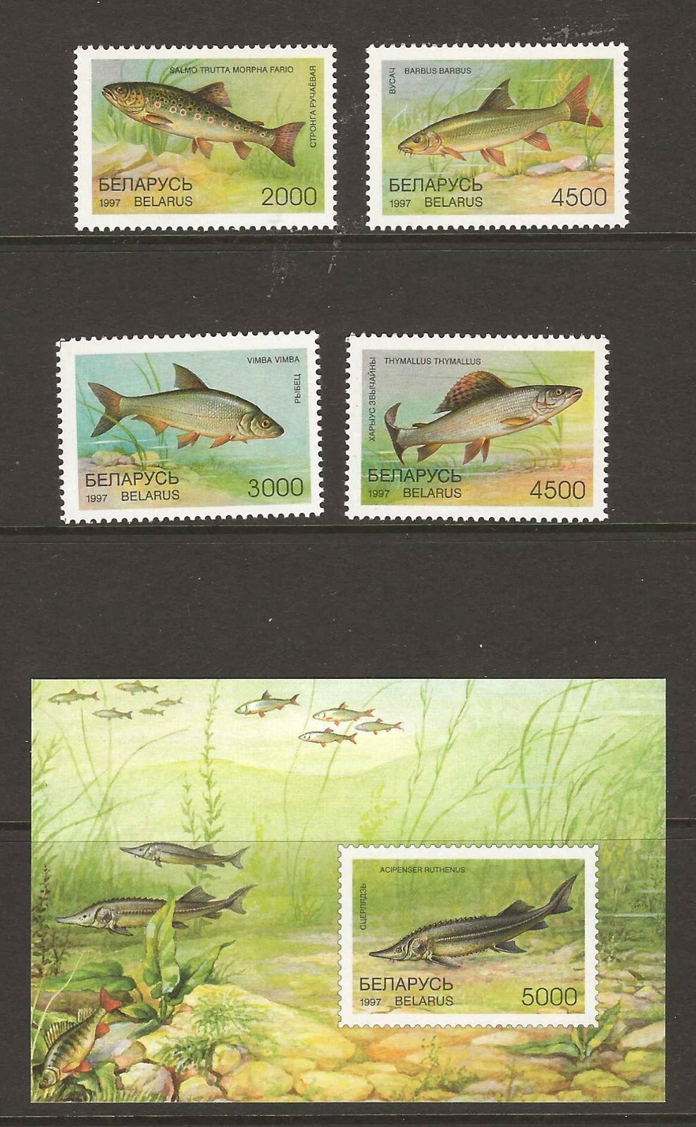 Belarus 1997 fish MNH (z079)