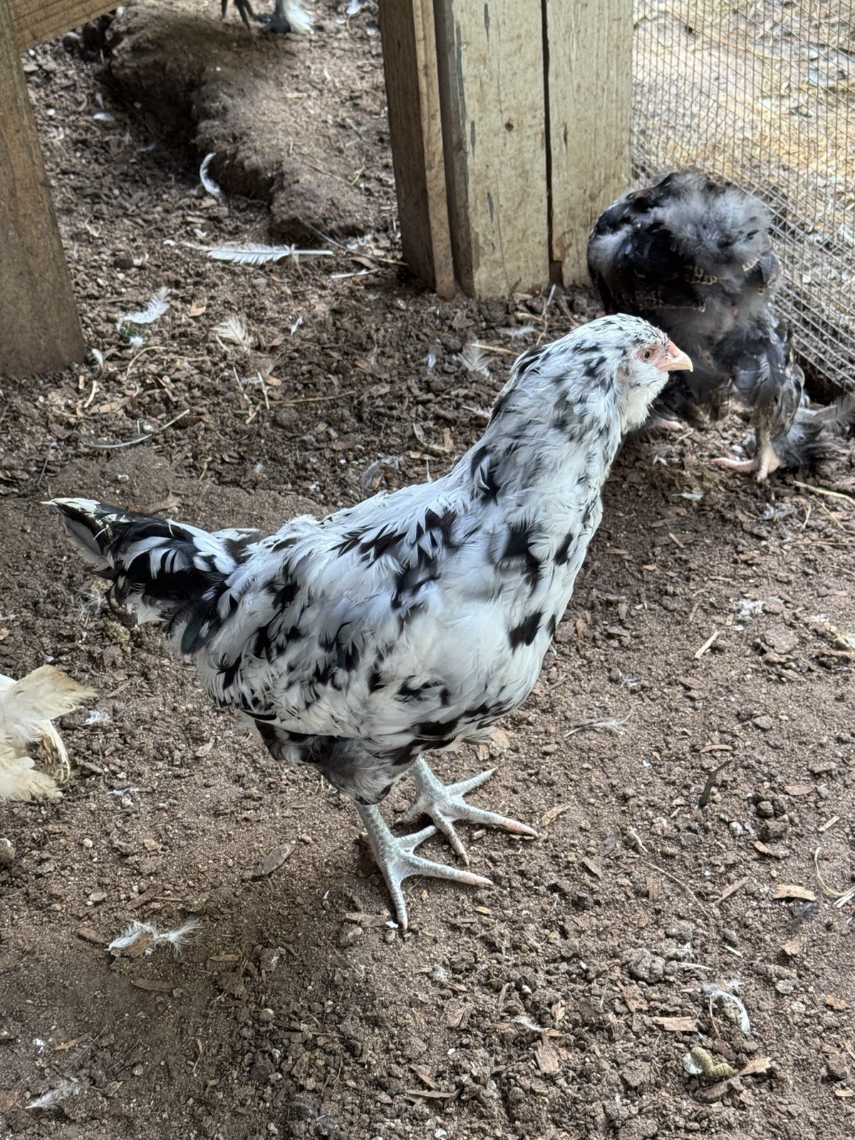6+ Ermine ameraucana hatching Eggs