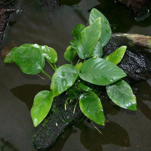 Anubias Barteri var. Barteri Potted Live Aquarium Plants *BUY 2 GET 1 FREE*