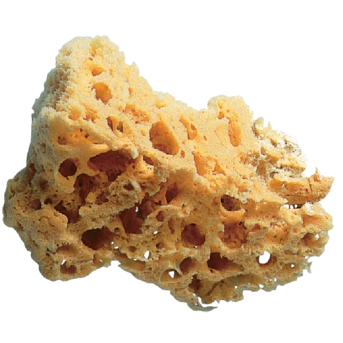 Trimaco SuperTuff 5 to 6 In. Natural Grass Sea Sponge 10136 Trimaco SuperTuff