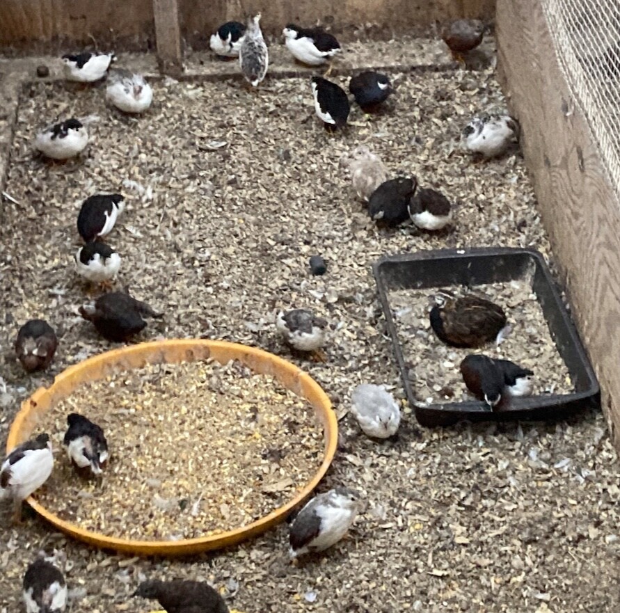 30 BUTTON QUAIL EGGS choose from 12+ colors ships USPS PRIORITY PLEASE READ ALL
