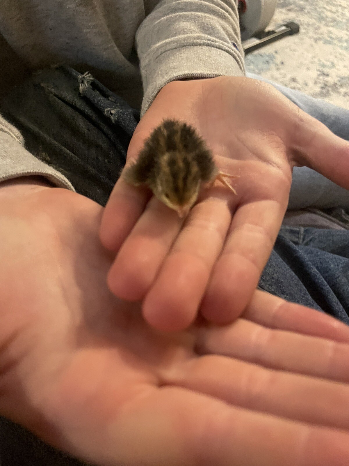 12 Fertile Button Quail Hatching Eggs