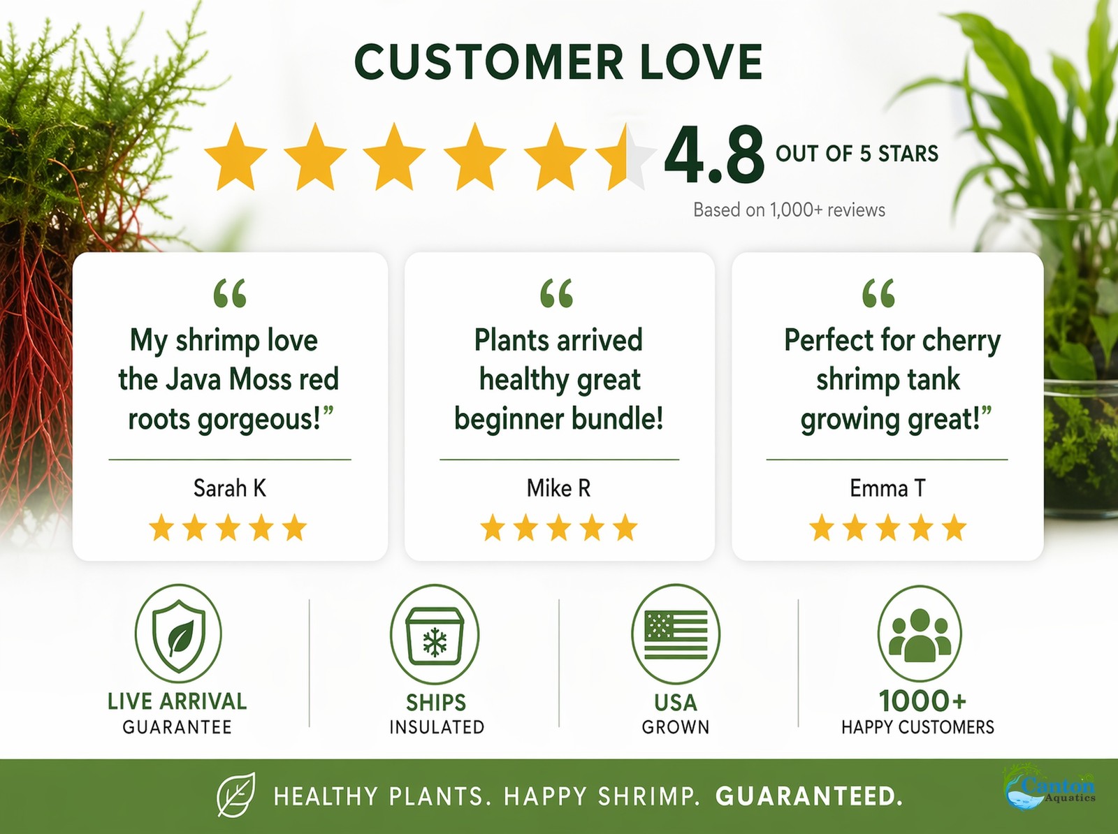 Live Shrimp Tank Plant Bundle Red Root Floater Java Moss Anubias Nana Kit