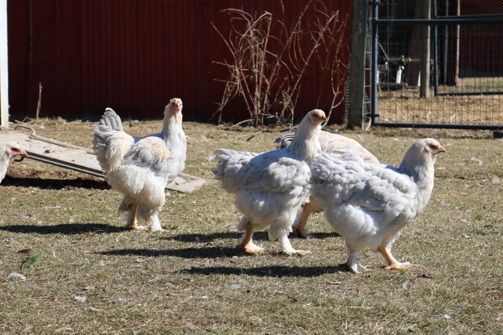 12+ Isabel Large Breed Brahma Hatching Eggs