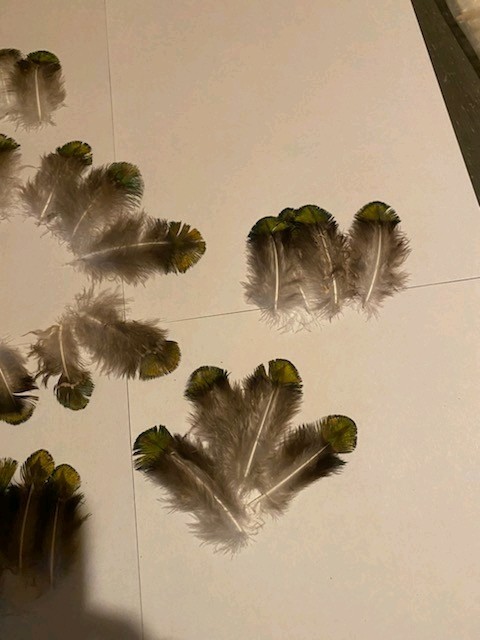 40 Peacock Shell Feathers arts crafts Jewelry B49