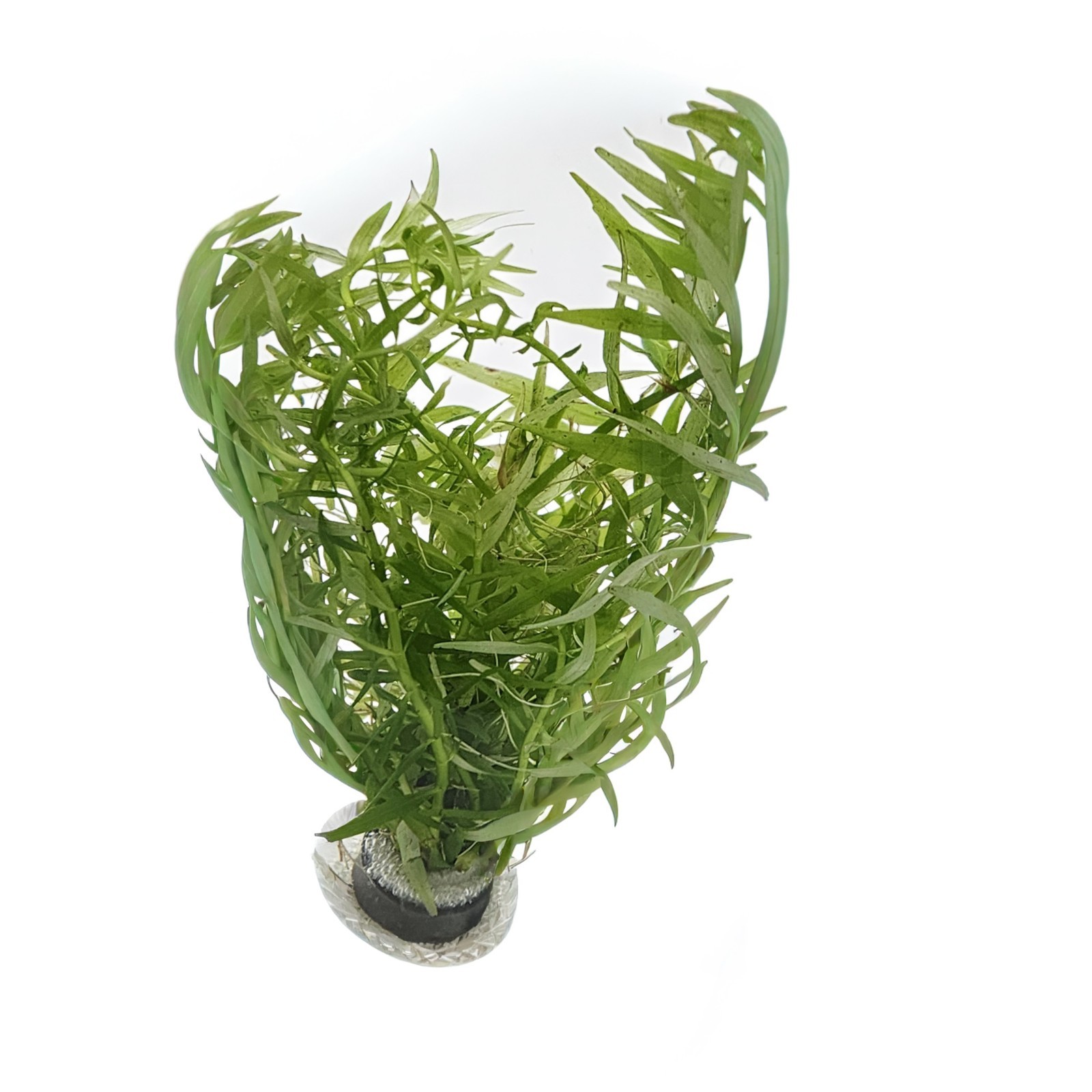 Rotala Mexicana Fresh cut Bunch