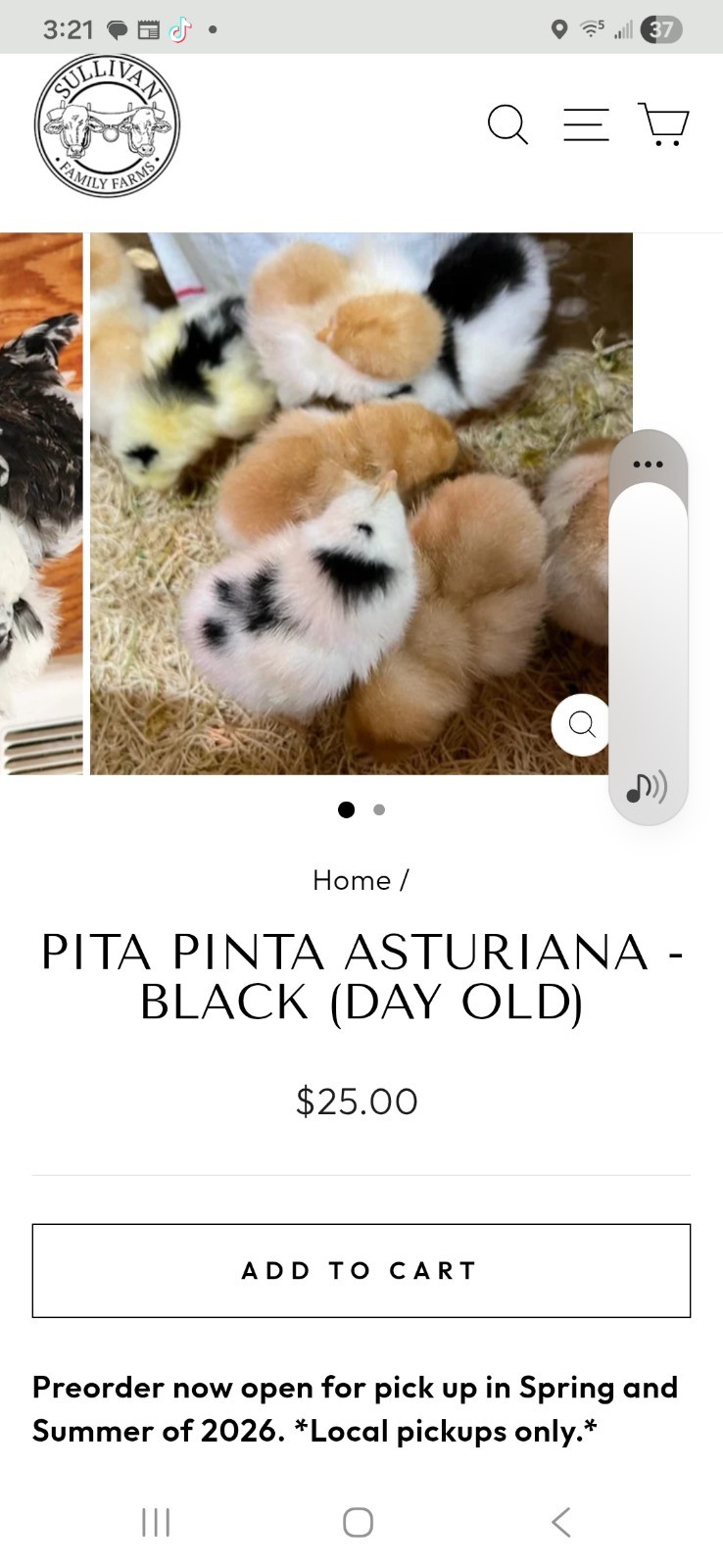 F1 North American Pita Pinta hatching eggs.