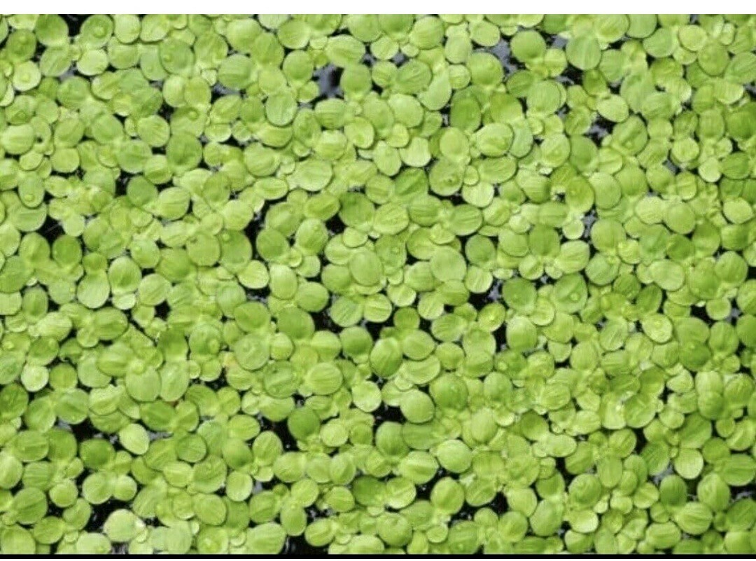 Duckweed Freshwater Plants