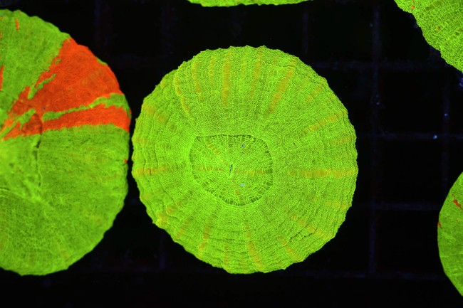 Green Scolymia WYSIWYG - SAQ Coral Farm