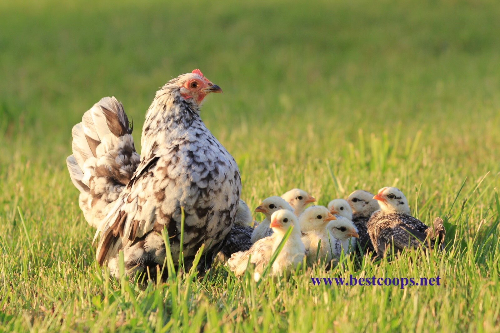 4+ Fertile Show Quality Serama Chicken Hatching Eggs