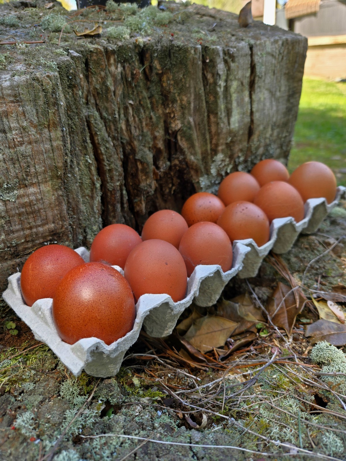 12 French Black Copper Marans Hatching Eggs Natural Dark Color Range 1-2 Day Old