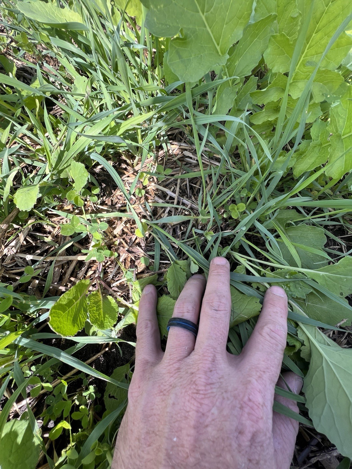 Annual Fall Food Plot Mix