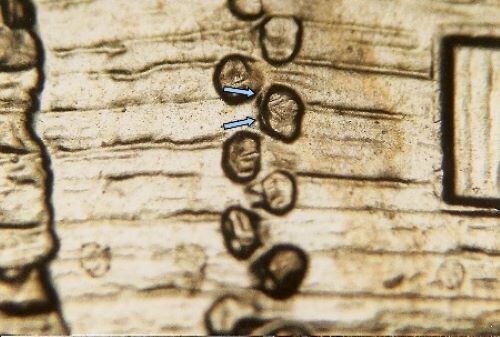 2009 D EC WDDR-003 Lincoln Cent Early Childhood Log Cabin Birthplace Doubled Die