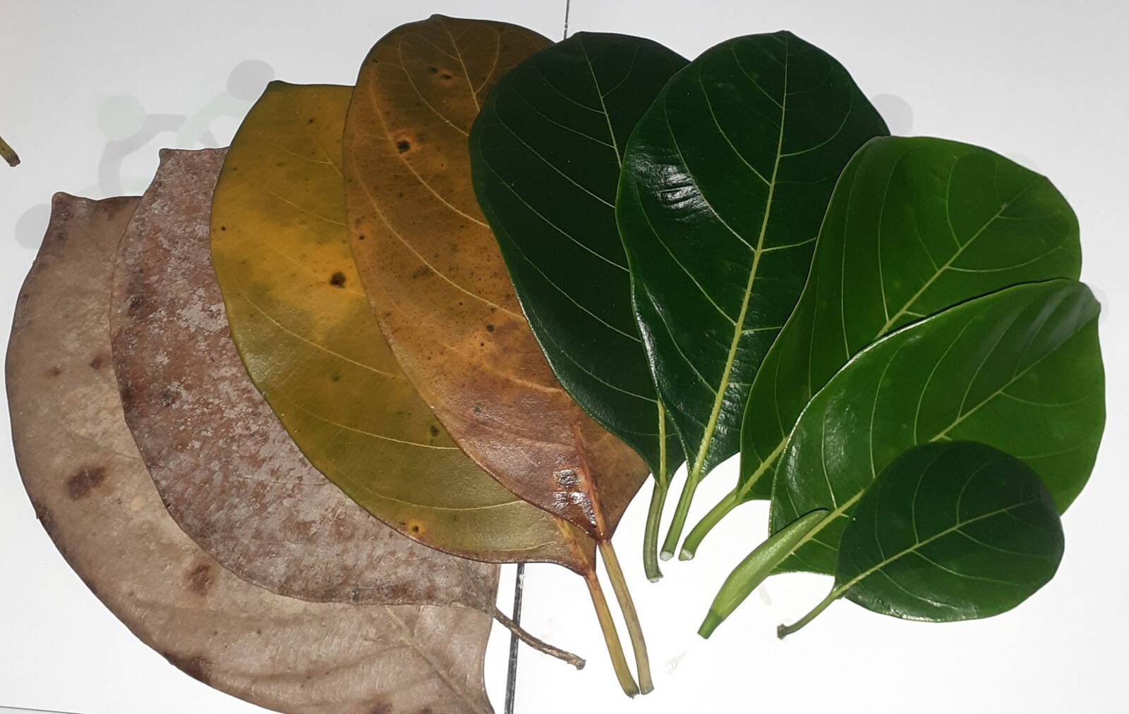 Ceylon organic freshly picked sun dried jackfruit leaves