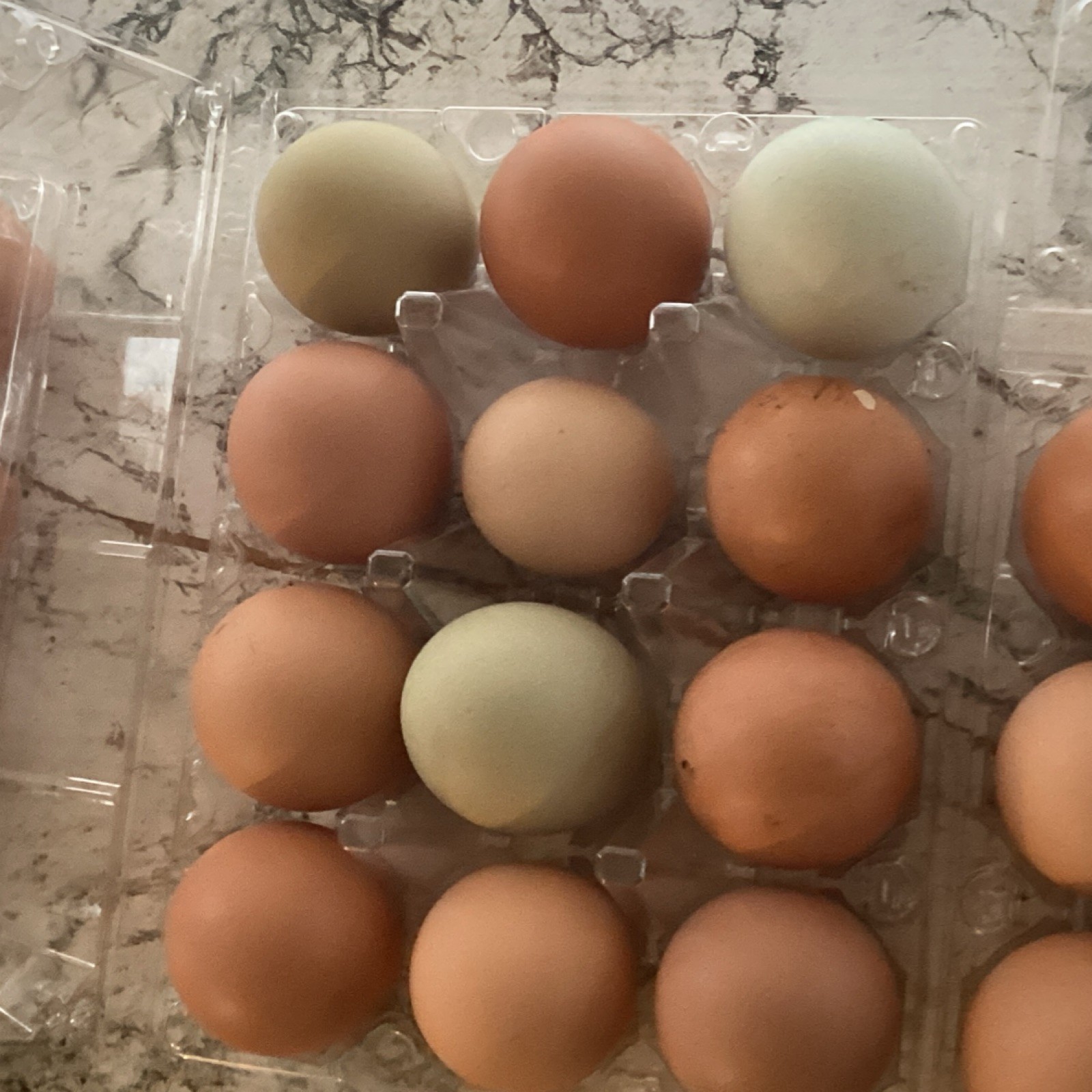 12+1 Backyard Mixed Chicken Hatching Eggs Mixed Breeds