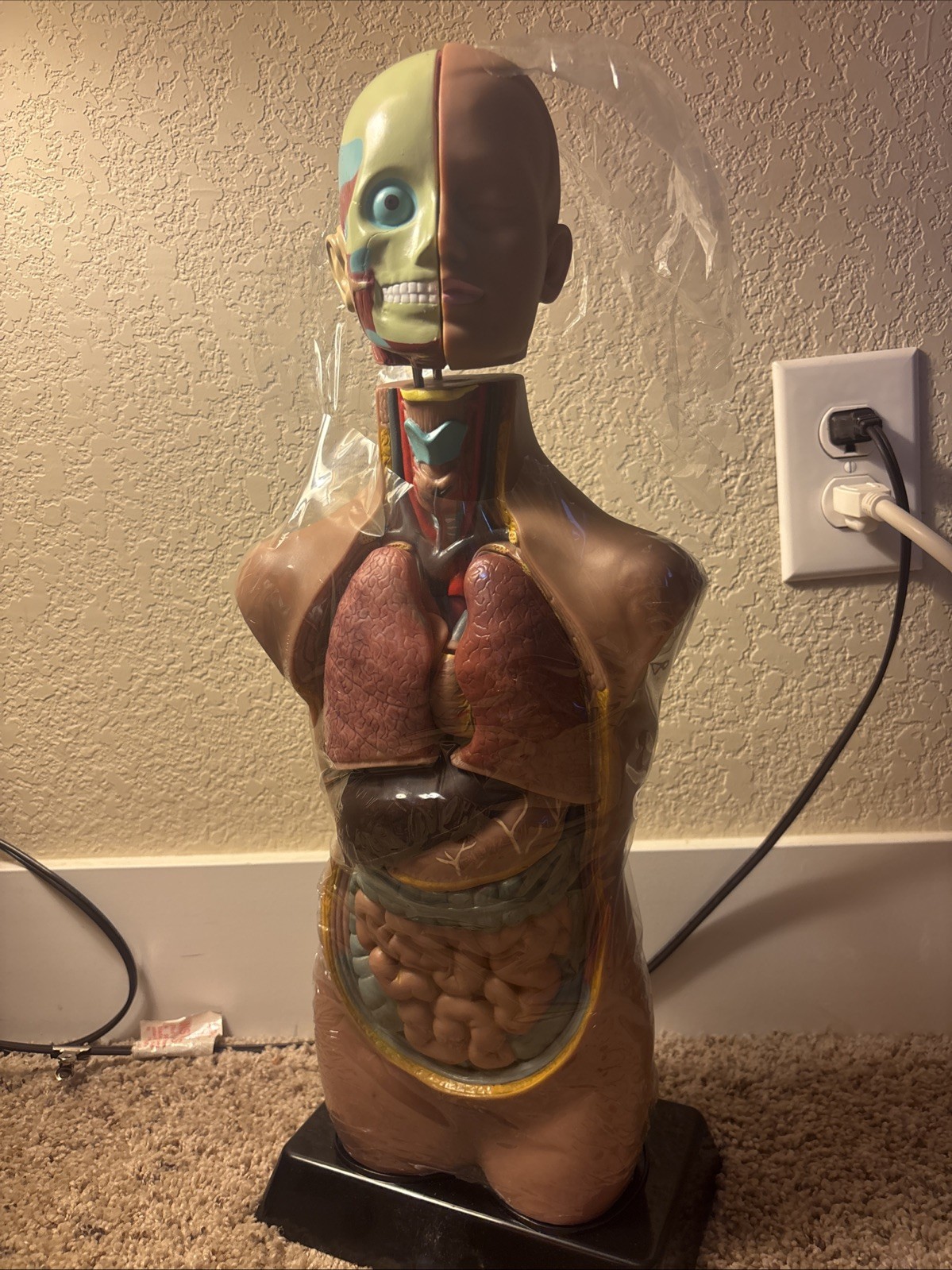 Human Torso Model 50cm
