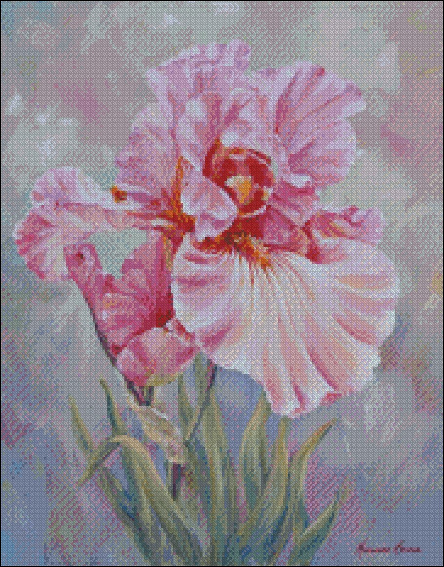 Pink Iris 4 - Counted Cross Stitch Patterns - Color & BW Symbols