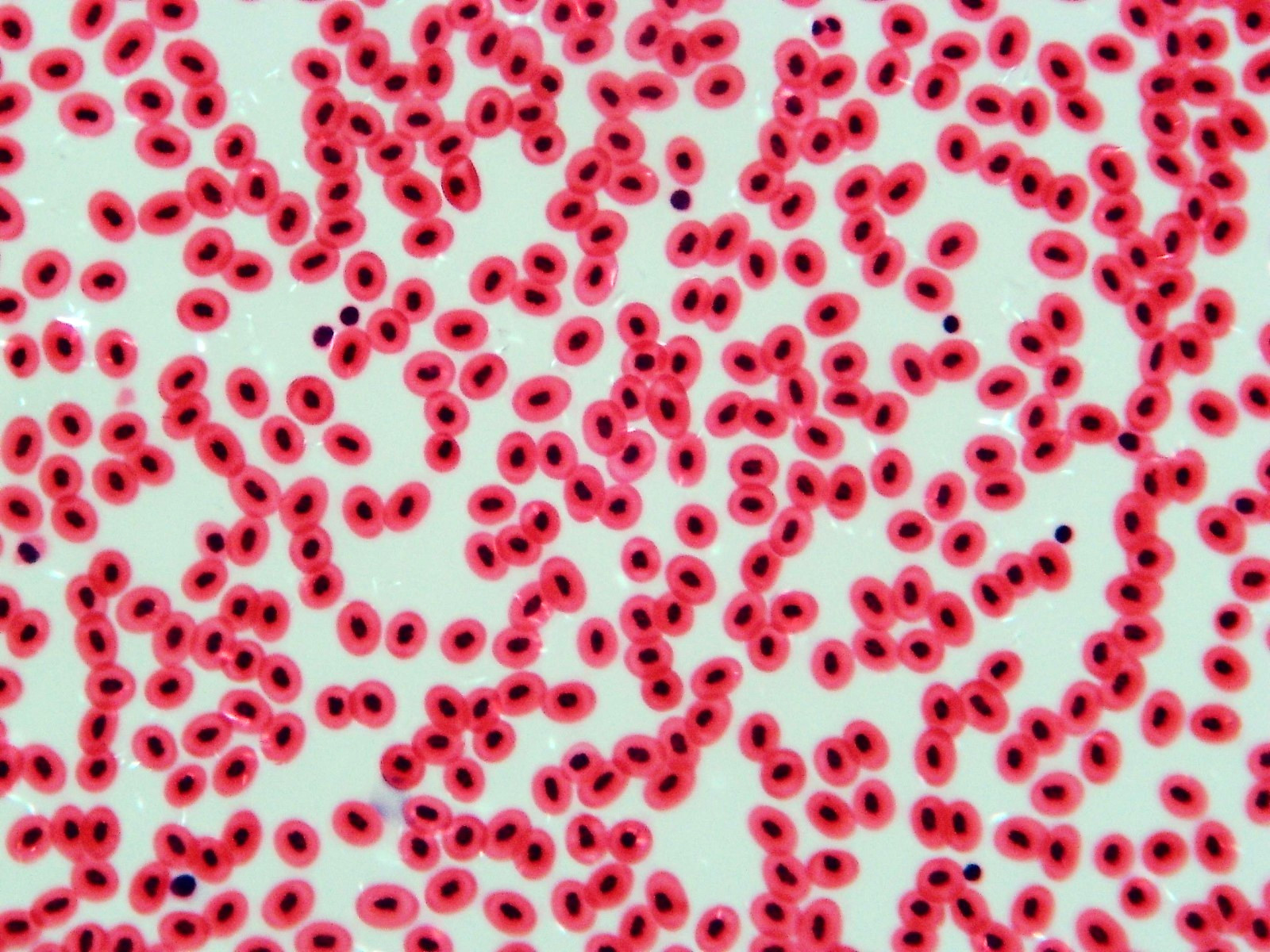 Histological Microscope Slide Preparations (100) - Zoological and Botanical
