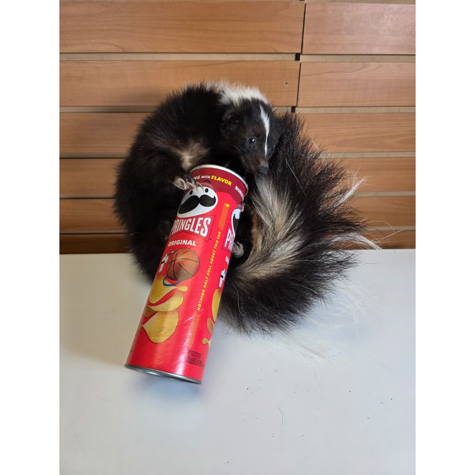 KMSK40 - Full-Body Skunk Taxidermy Mount