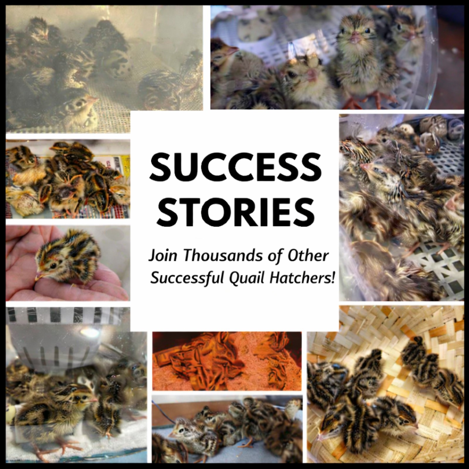 Coturnix Quail Fertile Hatching Eggs - 12ct + Extras