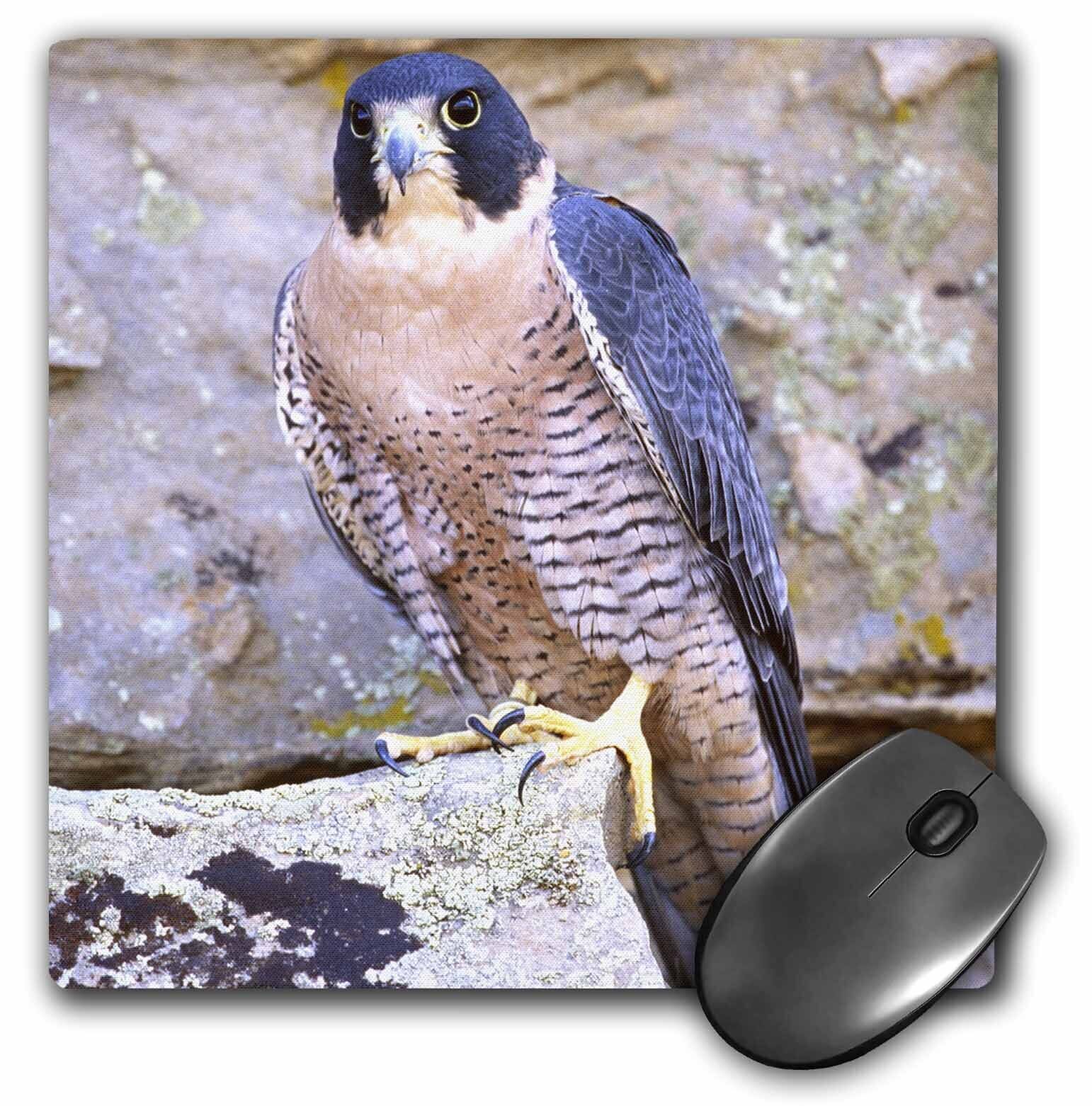3dRose Peregrine Falcon, bird Native to US - NA02 DNO0142 - David Northcott Mous