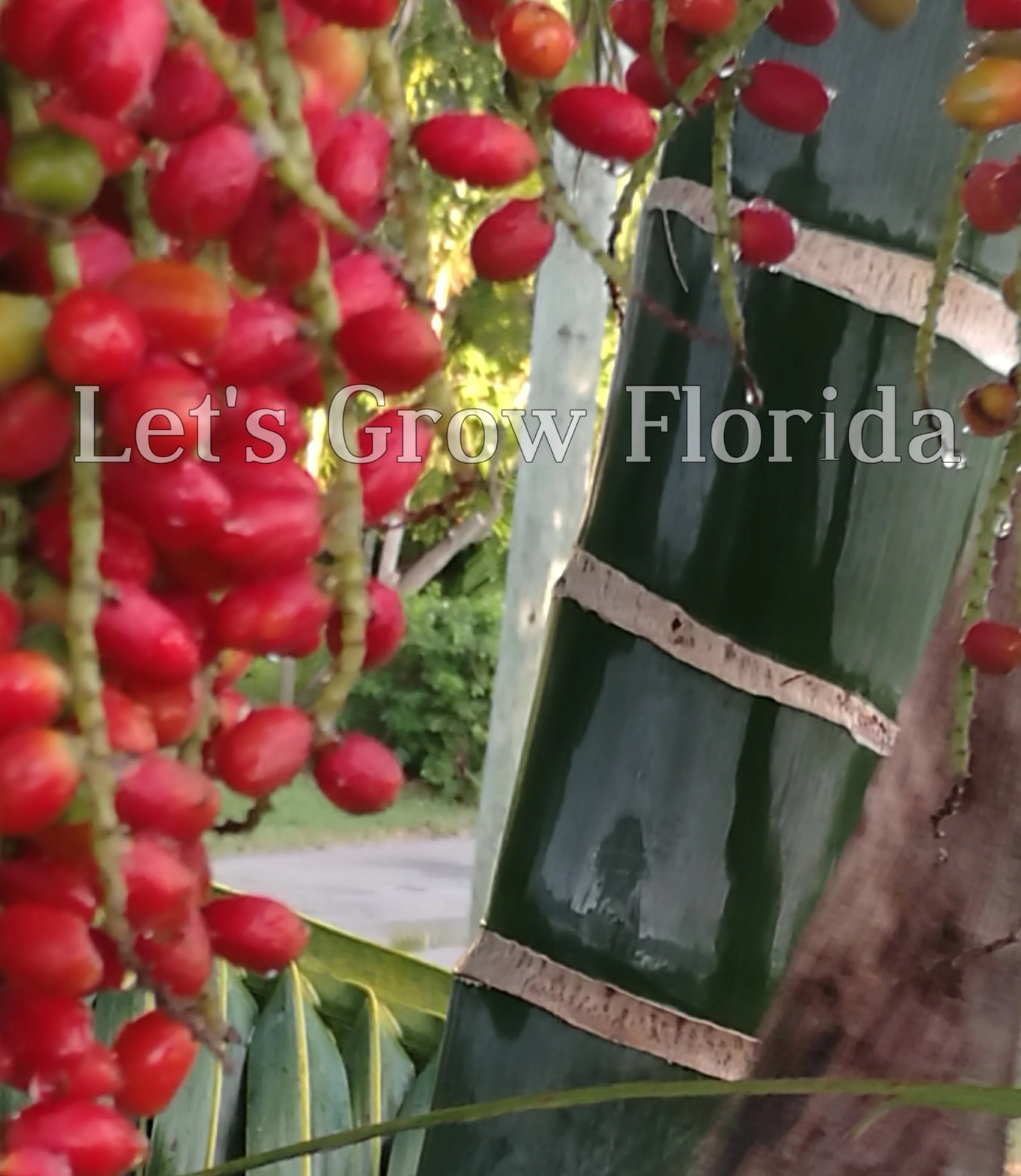 Chrysalidocarpus / Dypsis pembana Clustering Palm Tree