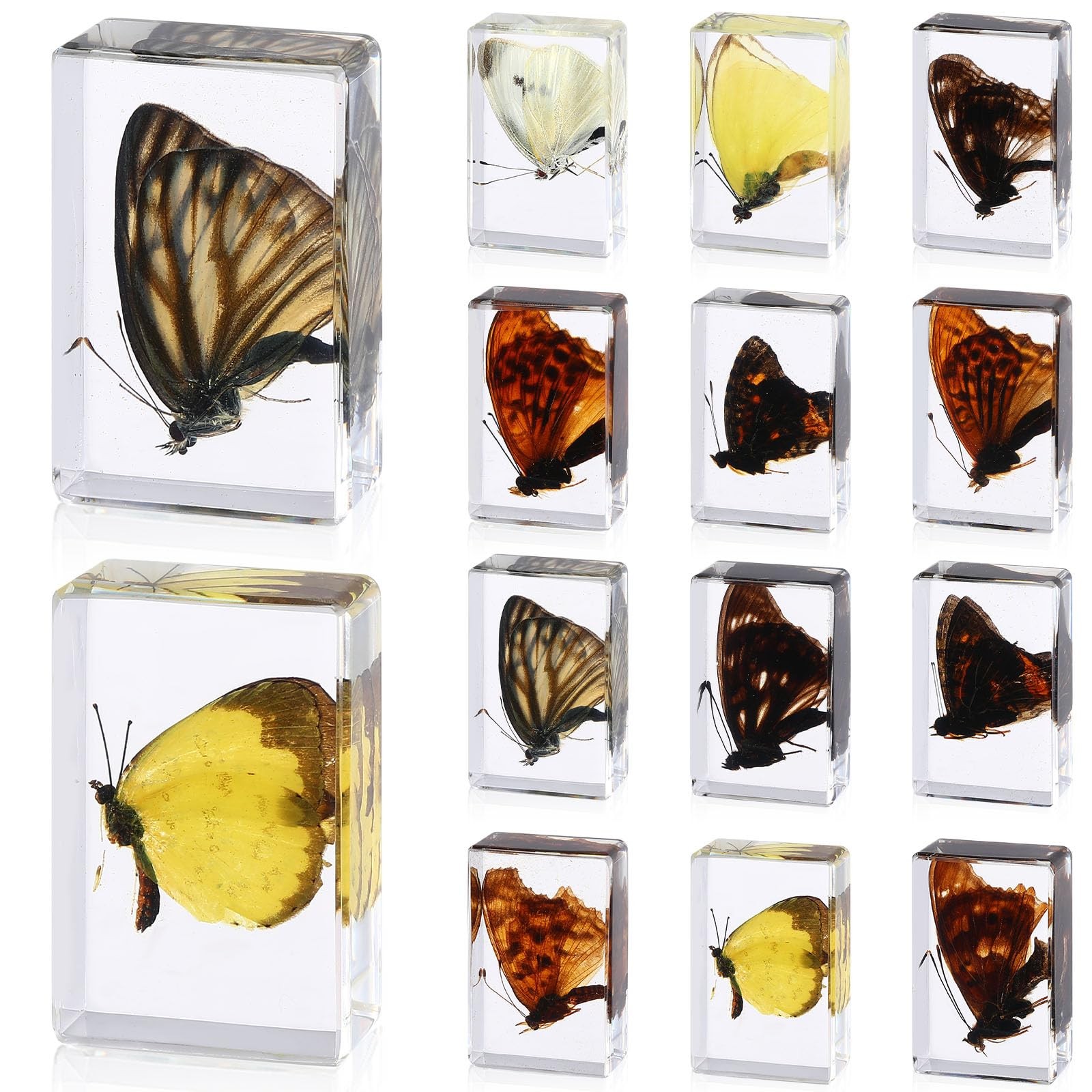 12 Pcs Butterfly Insect in Resin Specimen Bugs Collection Paperweights，12...