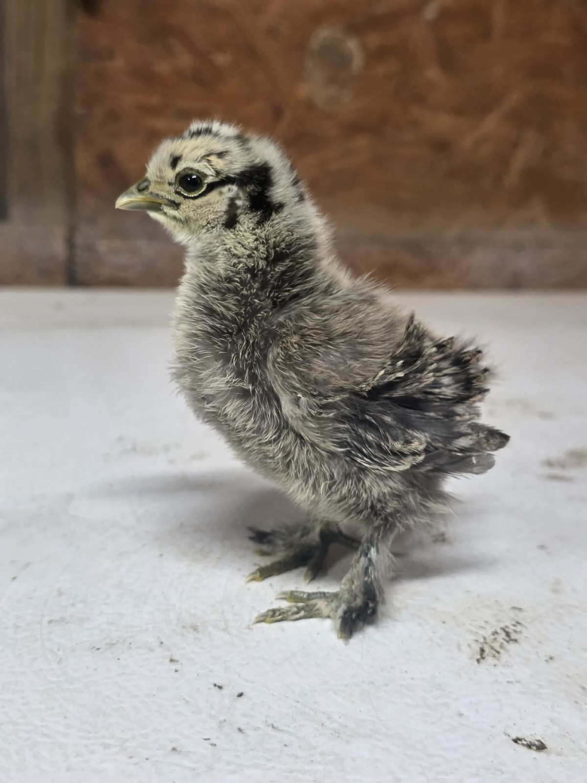 Fertile Silkie Hatching Eggs Possible Frizzle Zombies