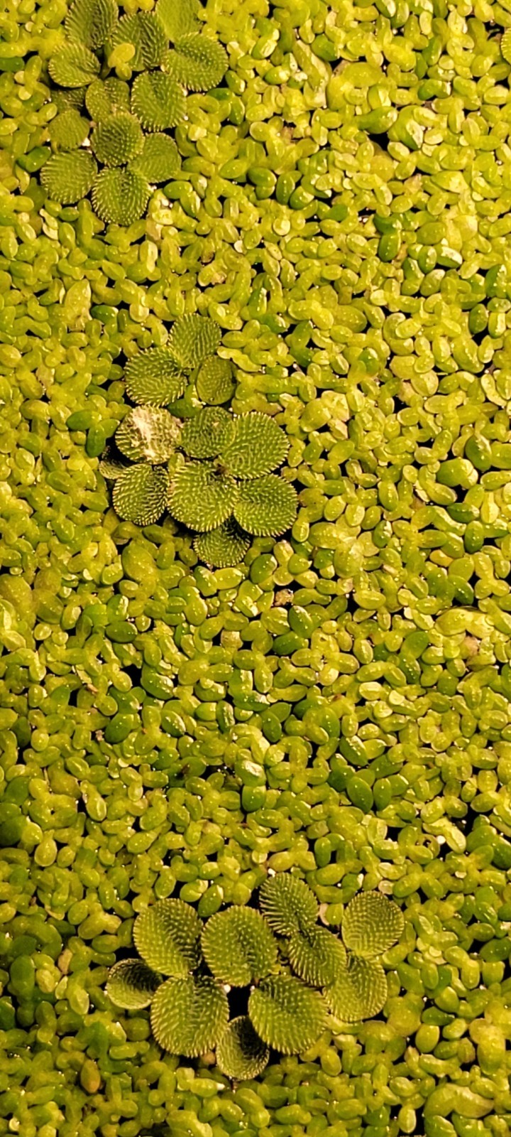 Duckweed mix Floater Plants Nano Aquarium Fish Tank Freshwater Pond Shrimp Cover
