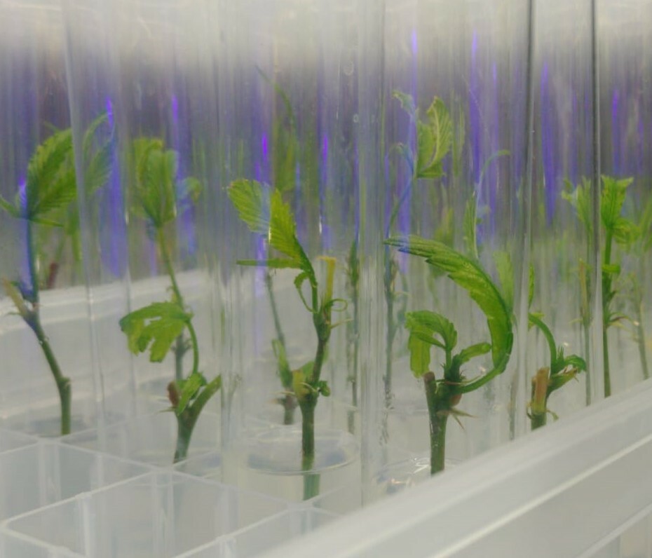Tissue Culture Starter Kit 108 Microclone Tubes Most Plants Include Cannabis