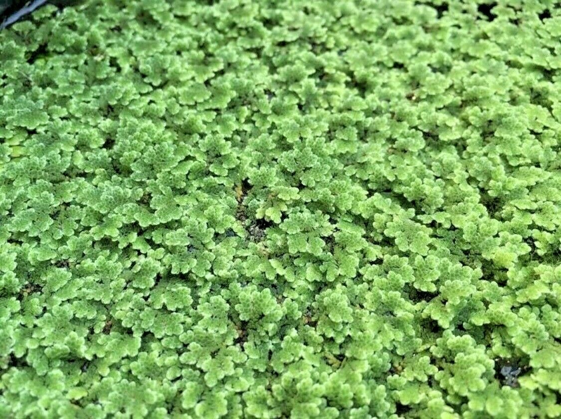 BUY 2 GET 1 FREE Azolla Filiculoides Fairy Moss Live Aquarium Floating Plants ✅