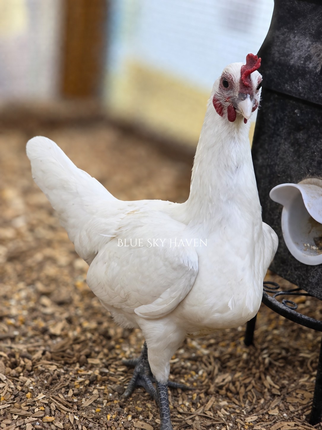 🔥RARE 12+ Hmong Hatching Eggs🔥 Original Laos Import - Pure Lines -