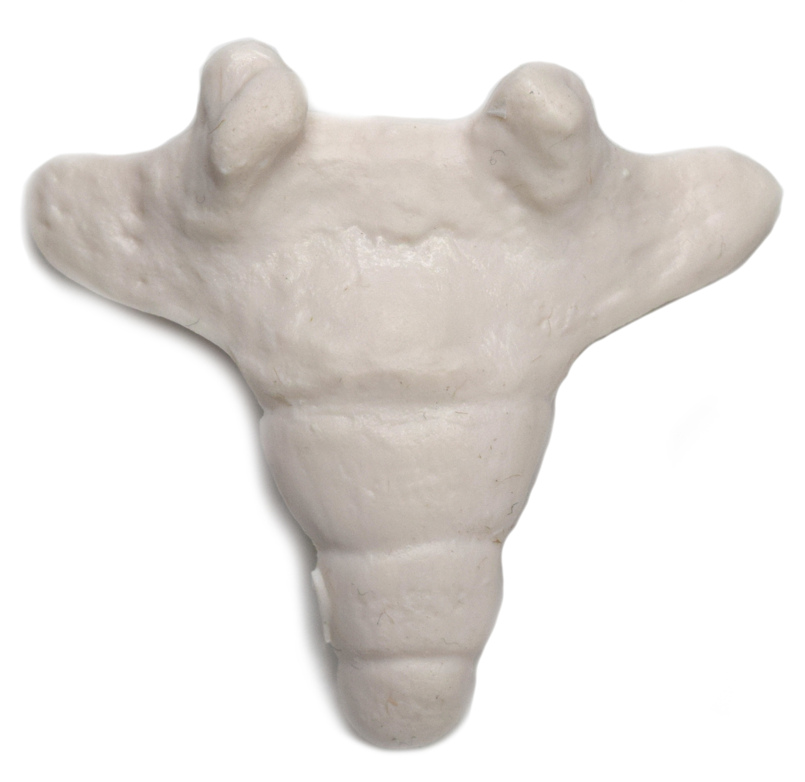 hBARSCI Coccyx Bone Model - Anatomically Accurate, Detailed Human Bone Replica