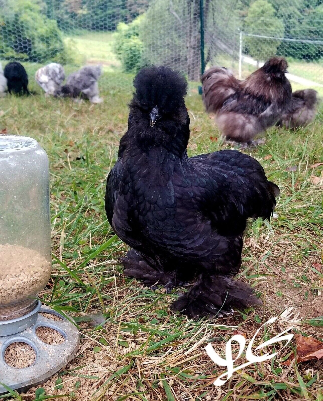 4+ Fertile Hatching Eggs - BARNYARD MIX - Silkie Svart Hona Mille Fleur Chicken