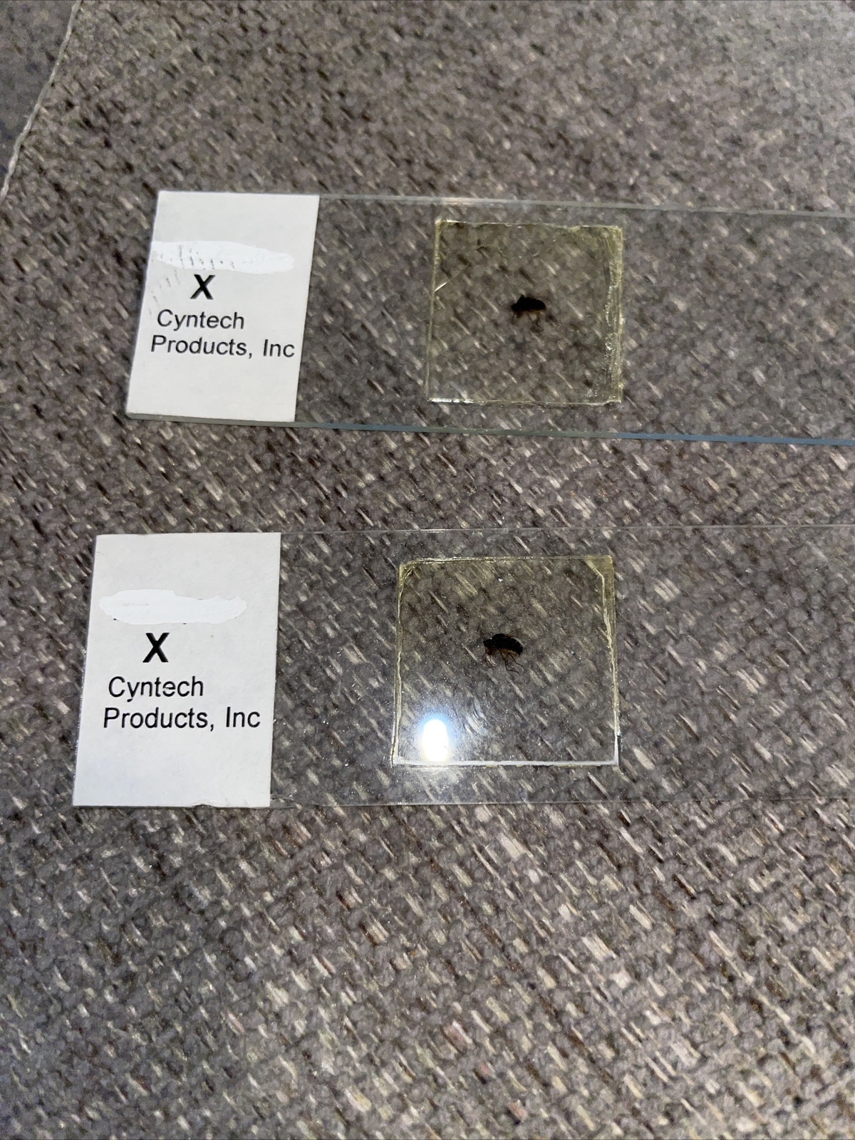 2Pcs Glass Prepared Microscope Slides of  Insect - Fruit Fly