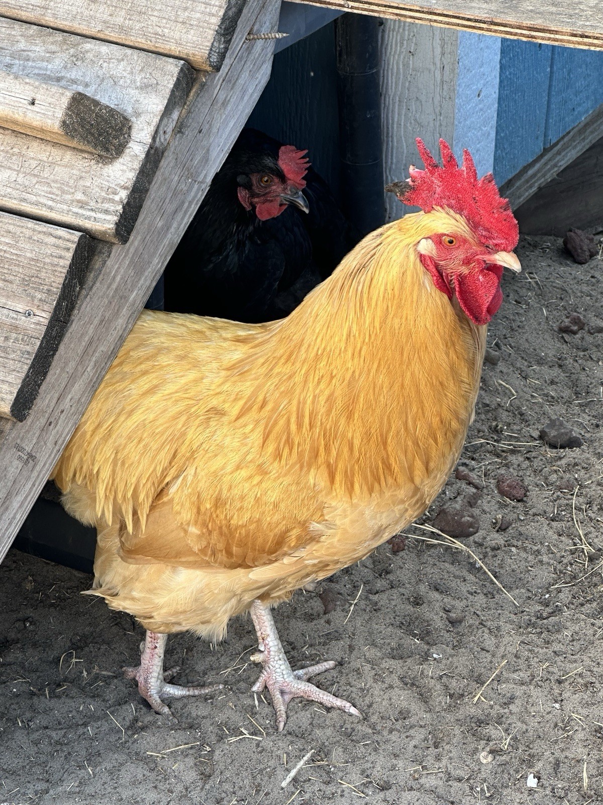 16+ Breeds Chicken Fertile Hatching Eggs, (12) 🐣 fertilized hatching eggs ❤️