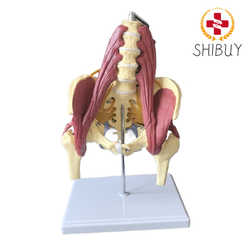 Human Lumbar Spine with Muscles and Nerve Bands Pelvis Femur Pelvic Model