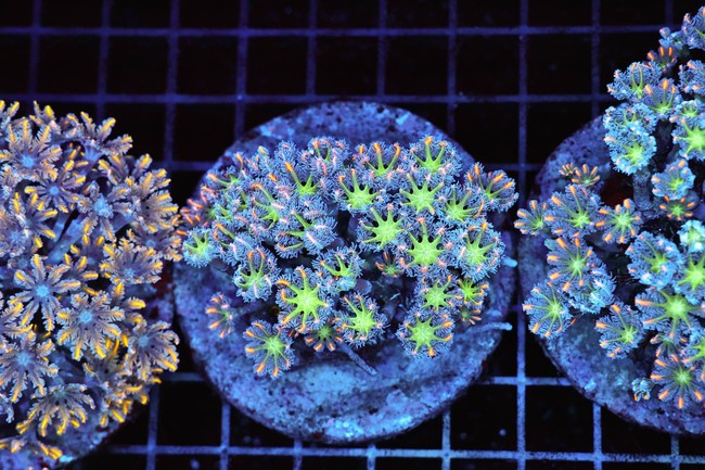 Clove Colony WYSIWYG - SAQ Coral Farm