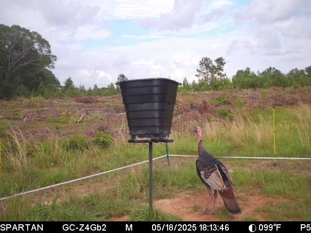 Deer feeder