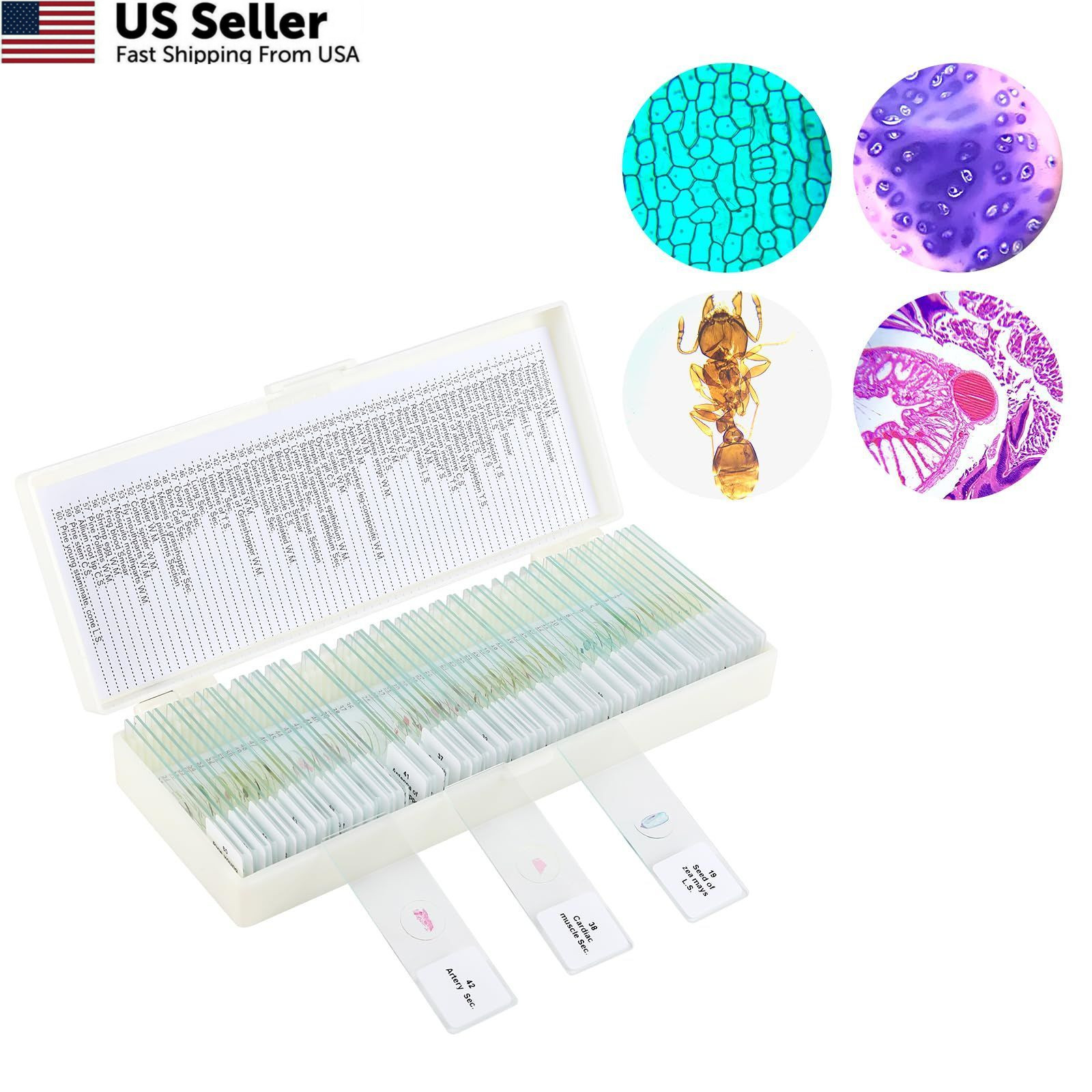 60 Microscope Slides with Specimens,Prepared for 60 pcs