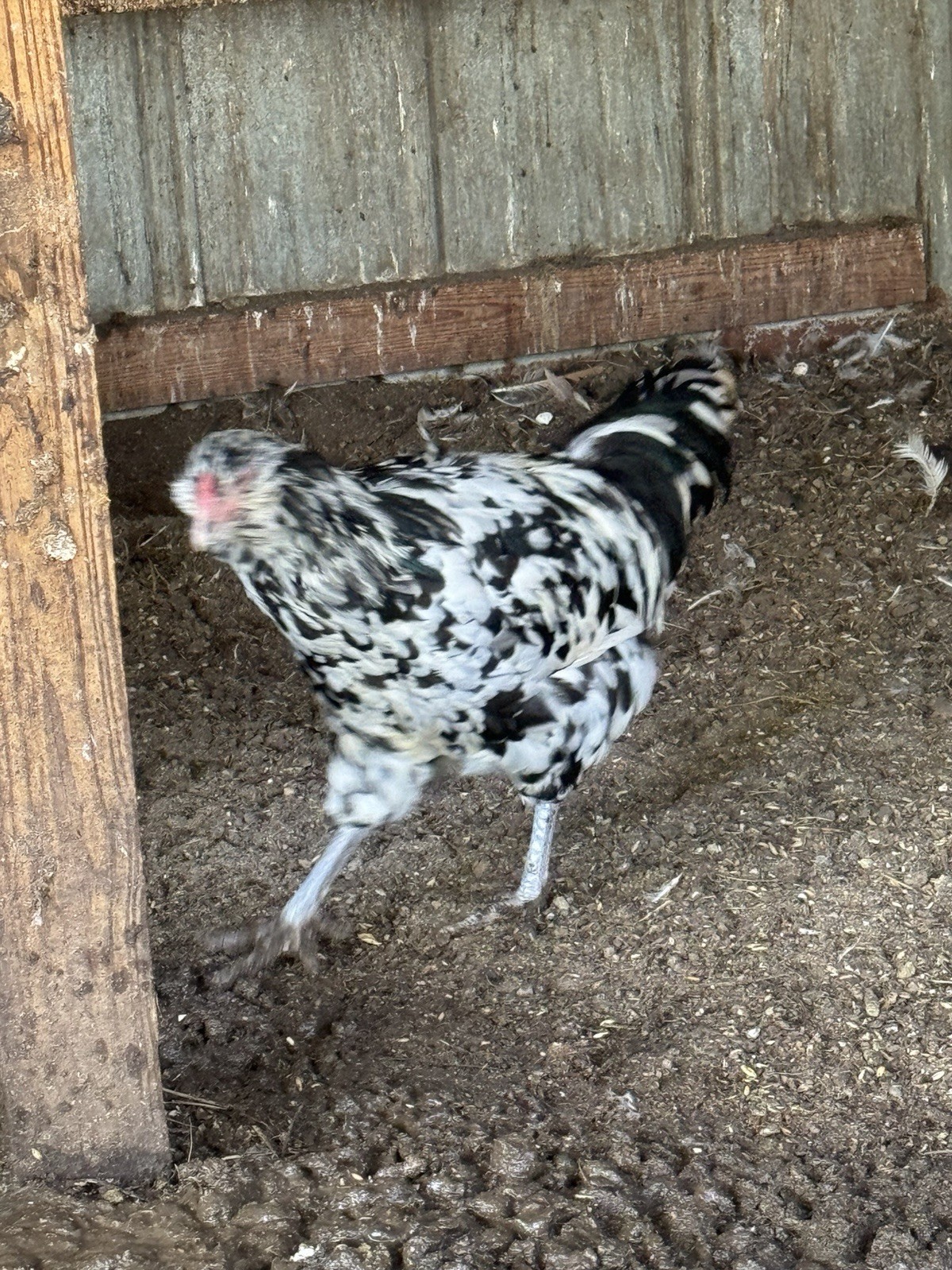 6+ Ermine ameraucana hatching Eggs