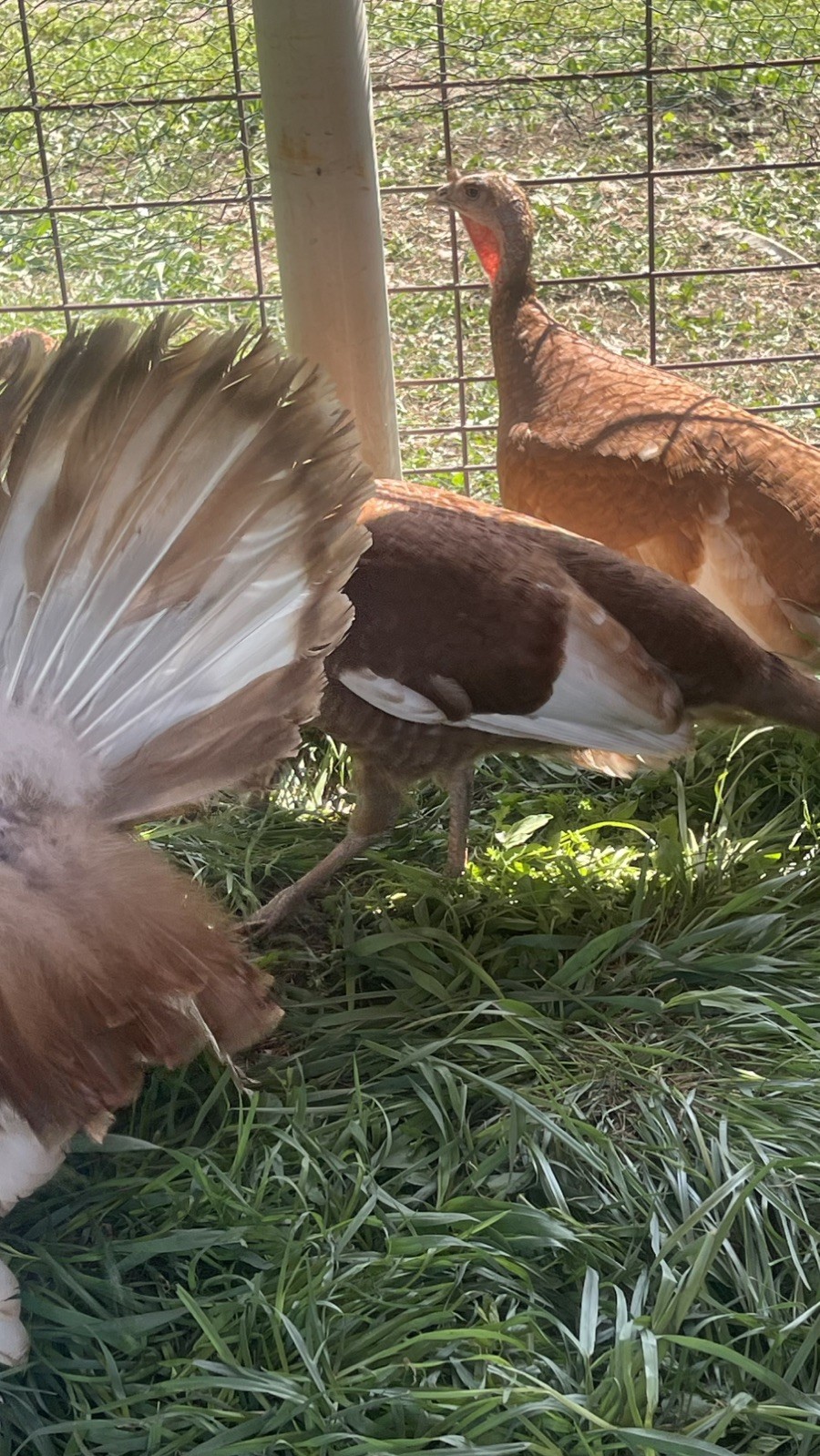 6+ Organically Raised Pure Red Bourbon Turkey Hatching Eggs