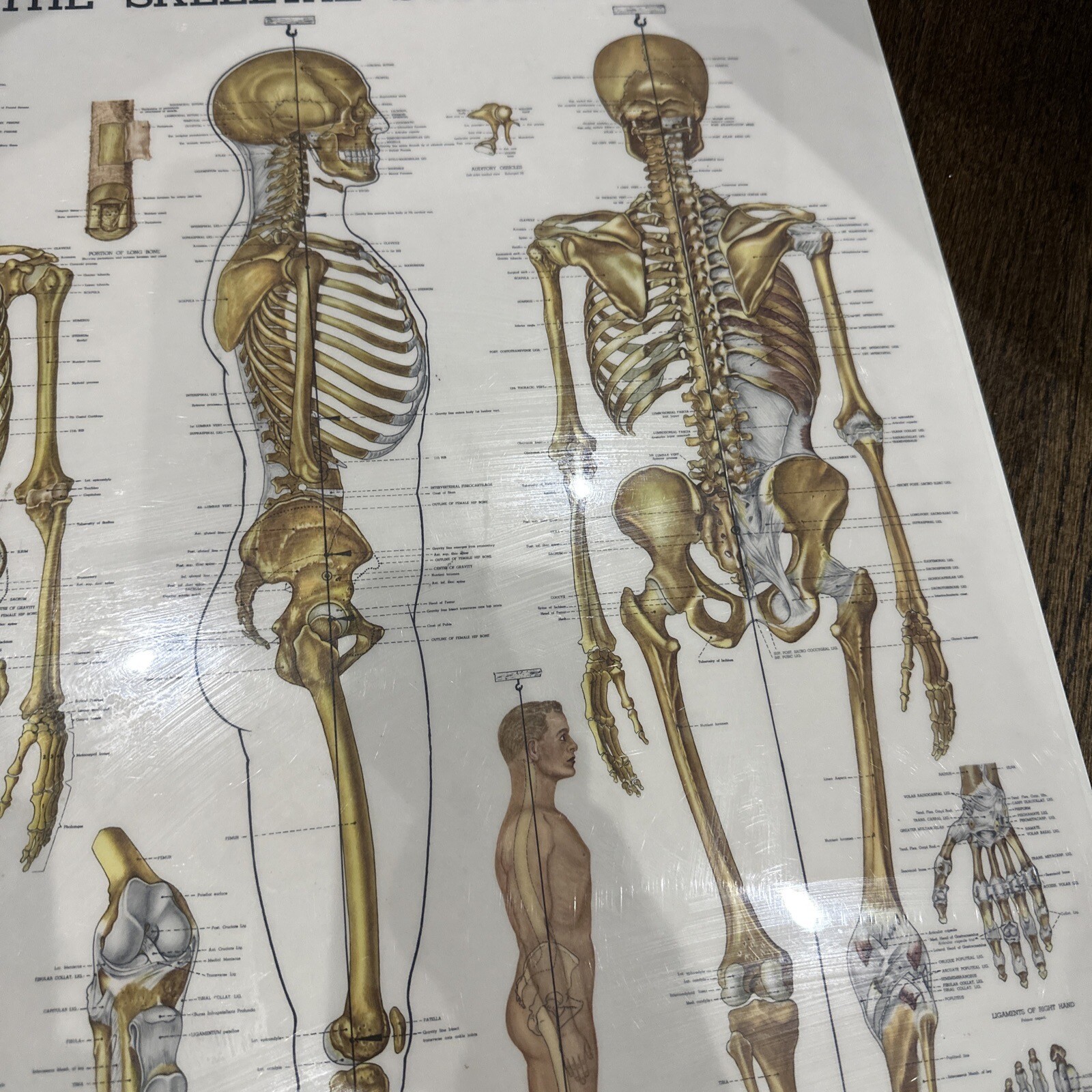 The Skeletal System Peter Bachin 1947 Original Vintage