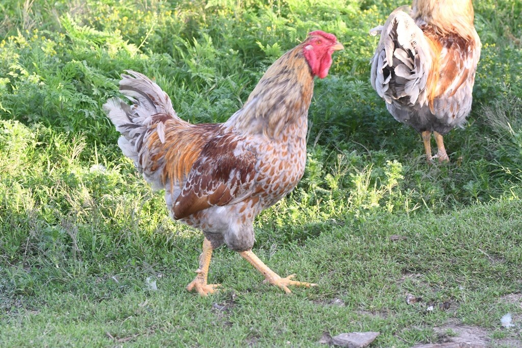 10 Fertile Blue-laced Red Wyandotte eggs