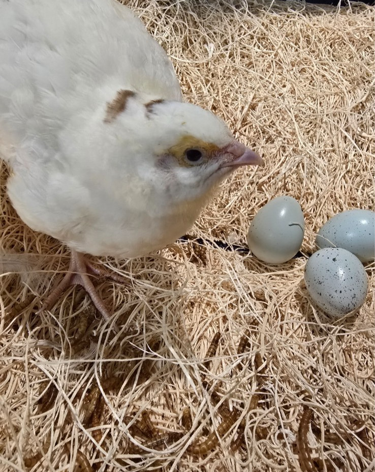 Variety Coturnix Quail Hatching Eggs